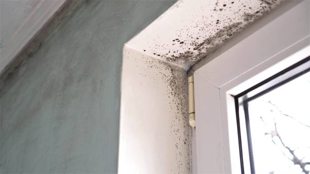 Best Crawl Space Mold Removal  in Terrace Heights, WA