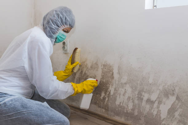 Best Mold Remediation  in Terrace Heights, WA