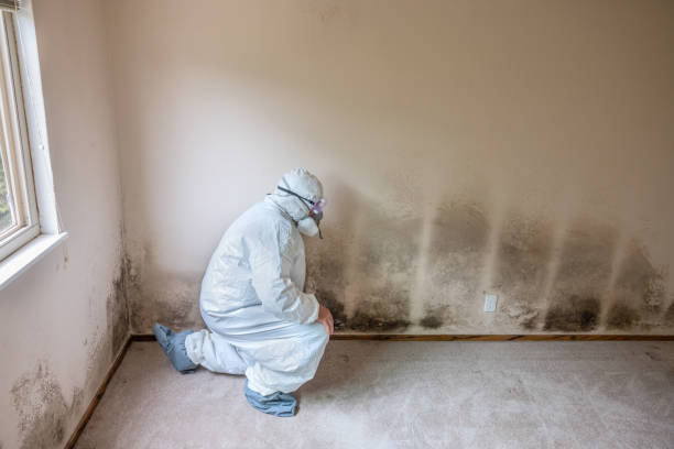 Best Toxic Mold Removal  in Terrace Heights, WA