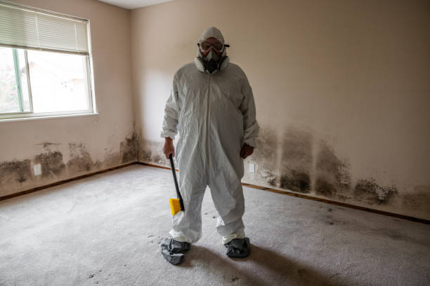 Professional Mold Removal in Terrace Heights, WA
