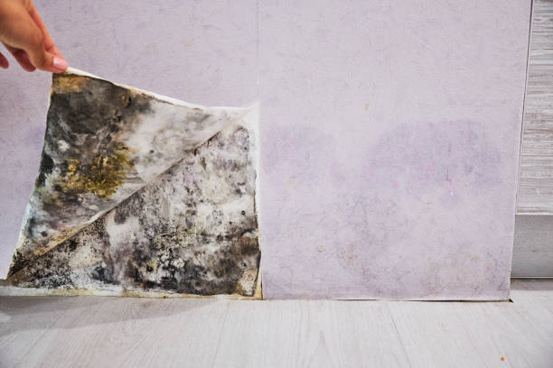 Best Mold Removal Company Near Me  in Terrace Heights, WA